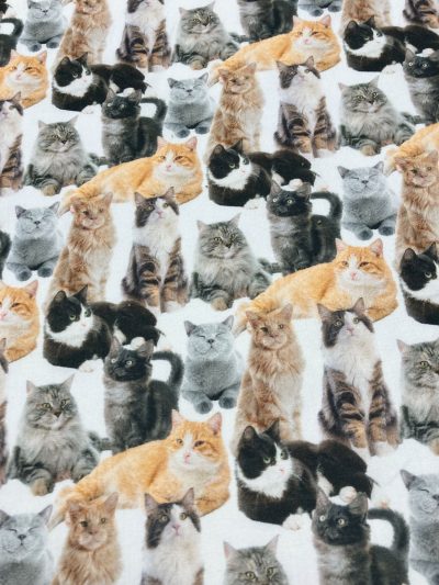 Algodón Cats